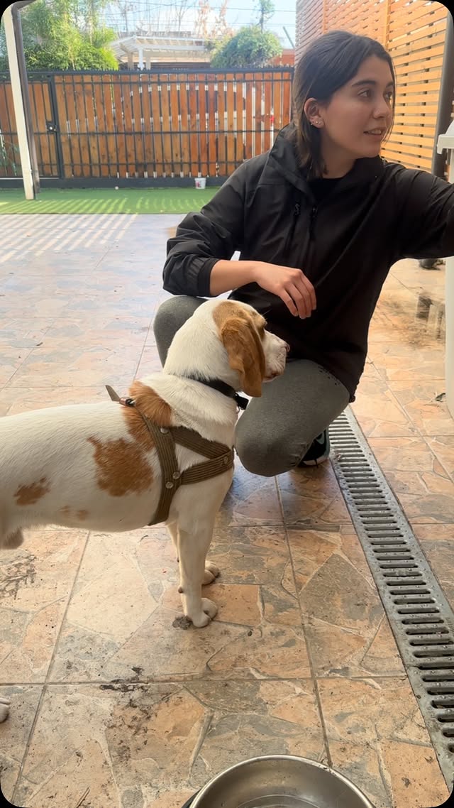 Cuidando mascotas