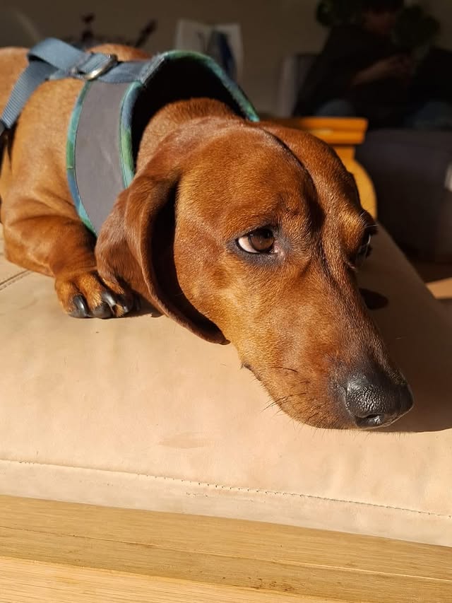 Dachshund