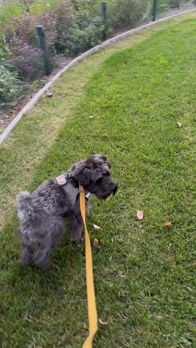 Schnauzer paseando