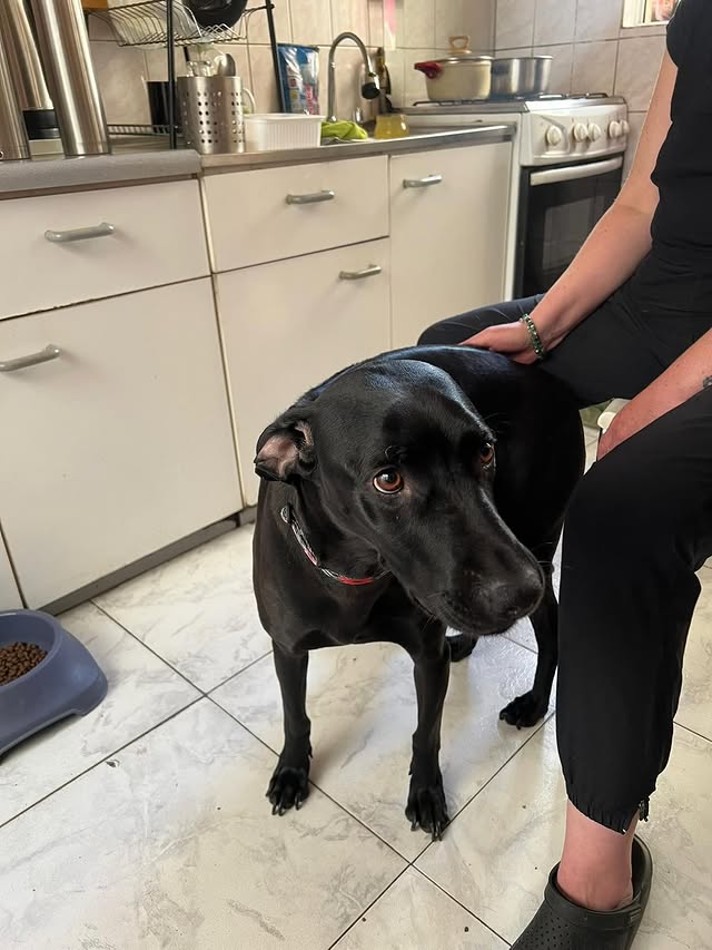 Perro negro