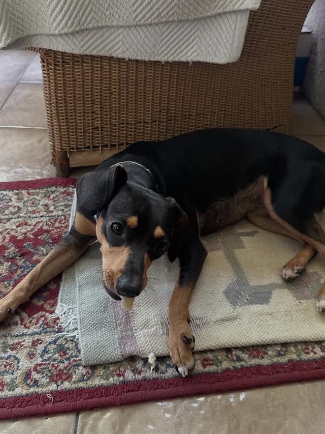 Perro descansando