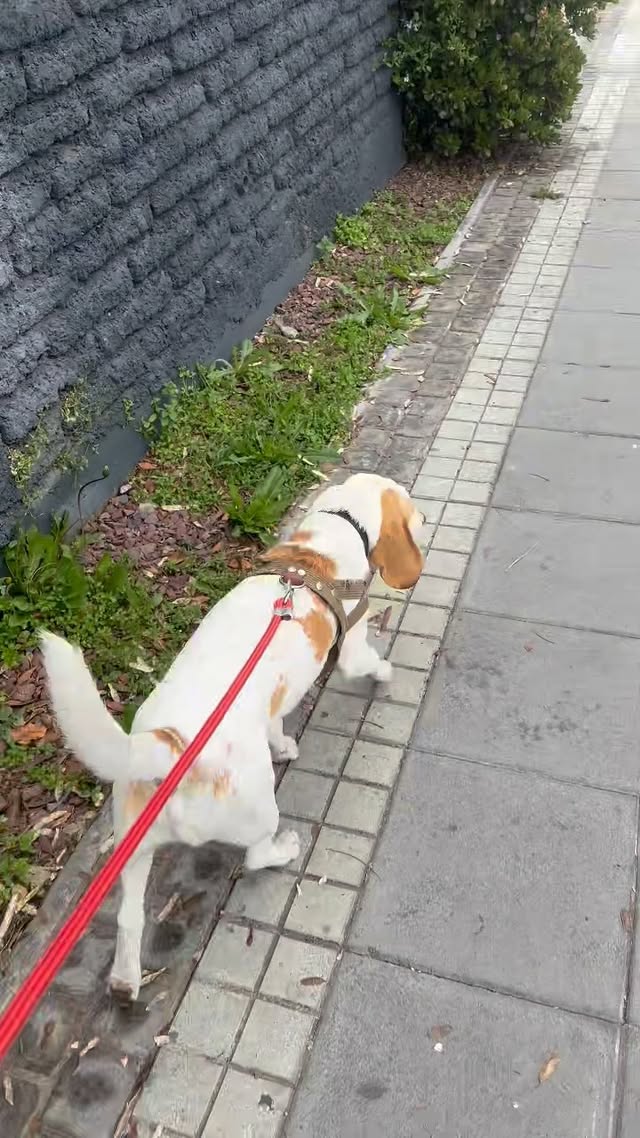 Paseo beagle