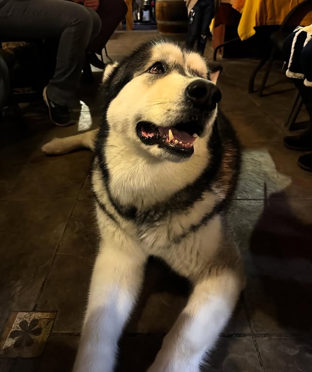 Husky feliz